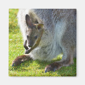 Joey in de zak magneet (Voorkant)