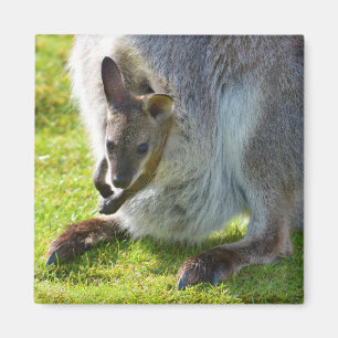 Joey in de zak magneet