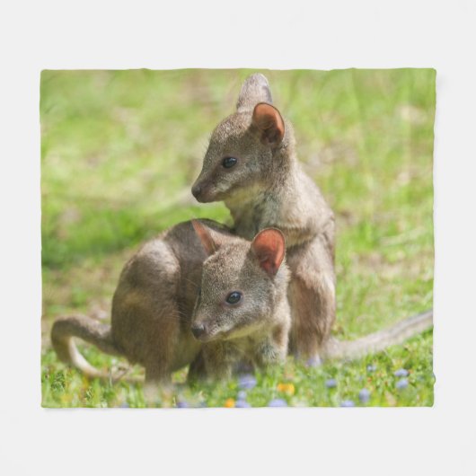 Joey Wallabies in de zon Fleece Deken (Voorkant (Horizontaal))