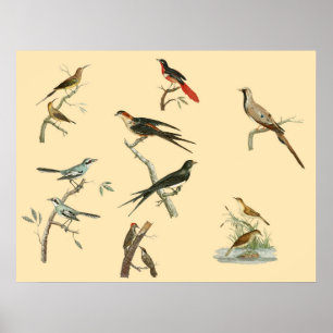 Johann Lebrecht Reinold's poster voor vogelschilde