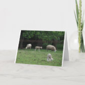 Johannes 10:27 en 28, Schaap Kaart (Voorkant)