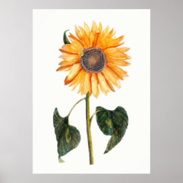 Johannes Teyler's Sunflower Poster
