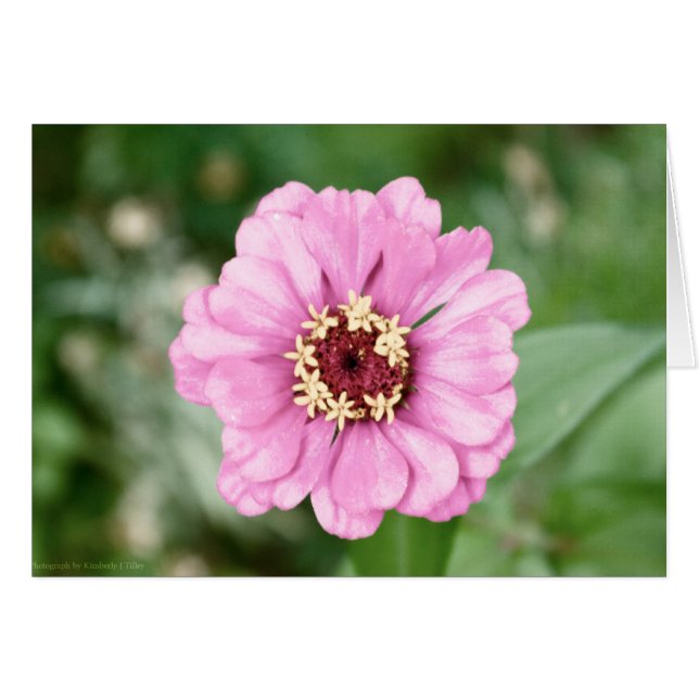 Johann's Beauty (Voorkant Horizontaal)