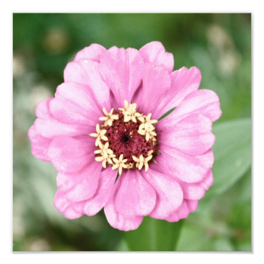 Johann's Beauty Photo Foto Afdruk (Voorkant)