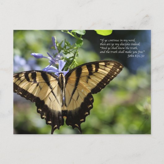 John 8 Yellow Swallowtail Butterfly Briefkaart (Voorkant)