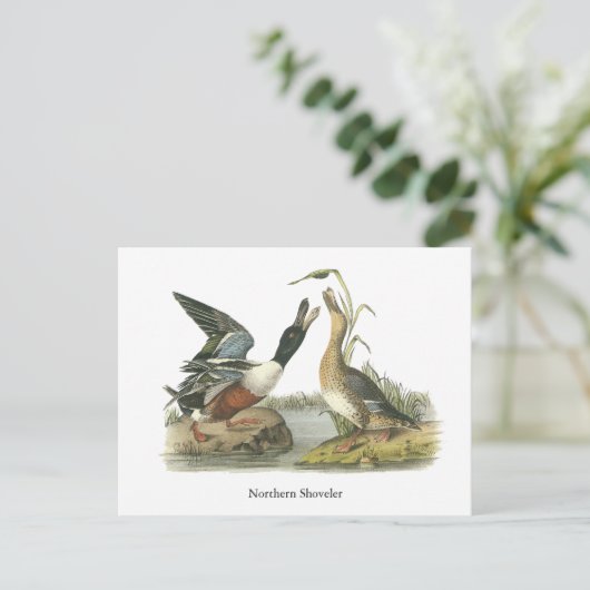 John Audubon Briefkaart (Staand voorkant)