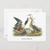 John Audubon Briefkaart (Voorkant / Achterkant)