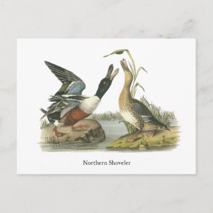 John Audubon Briefkaart