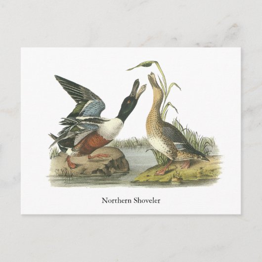 John Audubon Briefkaart (Voorkant)