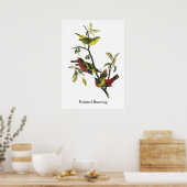 John Audubon Painted Bunting Print (Keuken)