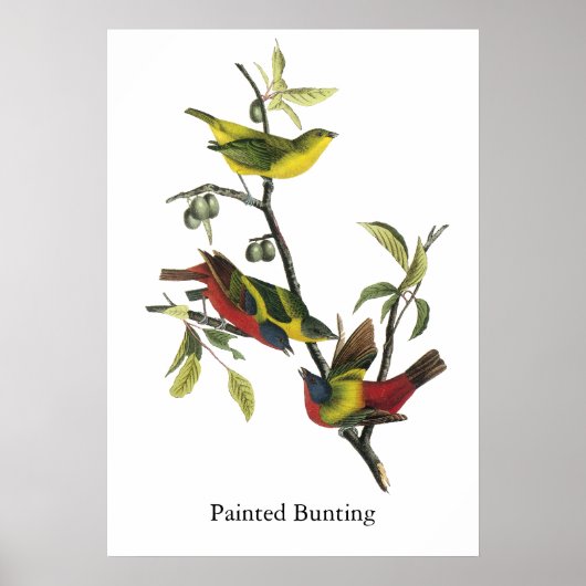 John Audubon Painted Bunting Print (Voorkant)