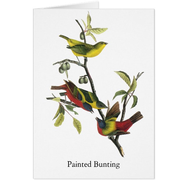 John Audubon Painted Bunting Print (Voorkant)