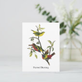 John Audubon Painted Bunting Print Briefkaart (Staand voorkant)