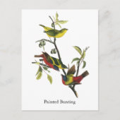 John Audubon Painted Bunting Print Briefkaart (Voorkant)