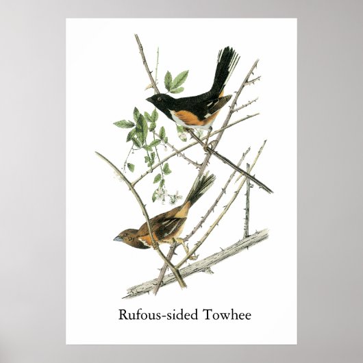 John Audubon Rufous-sided Towee Poster (Voorkant)