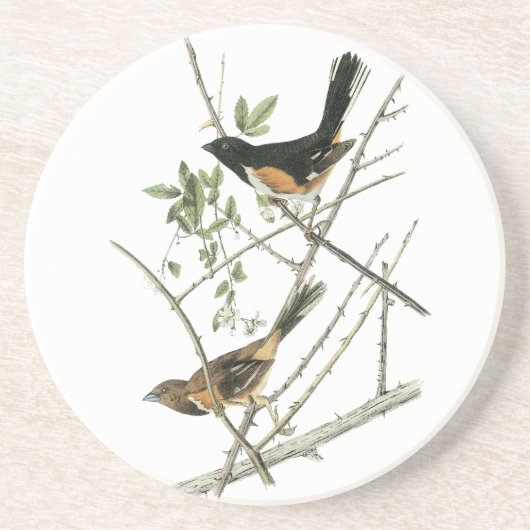 John Audubon Rufous-sided Towee Zandsteen Onderzetter (Voorkant)