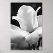 John F. Kennedy Roos Poster (Voorkant)