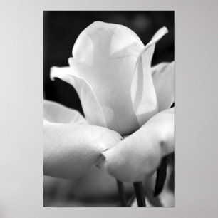 John F. Kennedy Roos Poster