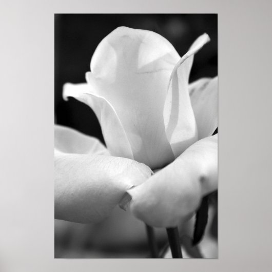 John F. Kennedy Roos Poster (Voorkant)