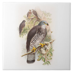 John Gould Birds van Groot-Brittannië met Honey-B Tegeltje
