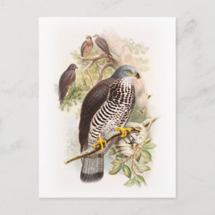 John Gould Birds van Groot-Brittannië met Honey-Bu Briefkaart