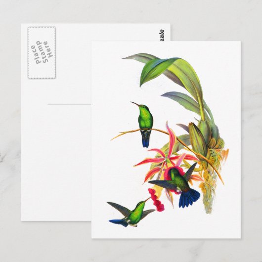 John Gould's Kolibries met Roze Orchideeën Briefkaart (Voorkant / Achterkant)