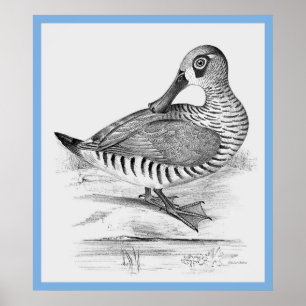 John Gould's 'Vogels van Australië' ~ De Eend Poster