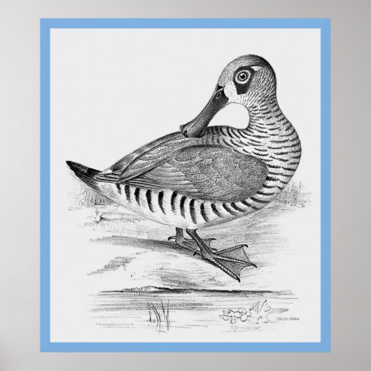 John Gould's 'Vogels van Australië' ~ De Eend Poster (Voorkant)