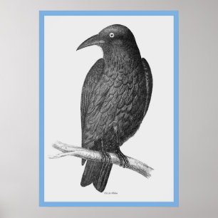 John Goulds 'Vogels van Australië' ~ The Crow Poster