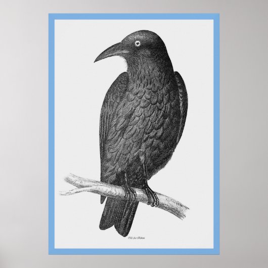 John Goulds 'Vogels van Australië' ~ The Crow Poster (Voorkant)