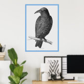 John Goulds 'Vogels van Australië' ~ The Crow Poster (Thuiskantoor)