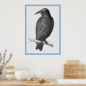 John Goulds 'Vogels van Australië' ~ The Crow Poster (Keuken)