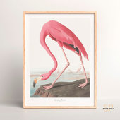 John James Audubon Amerikaanse Flamingo Wildlife A Poster