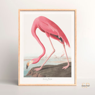 John James Audubon Amerikaanse Flamingo Wildlife A Poster