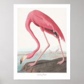 John James Audubon Amerikaanse Flamingo Wildlife A Poster (Voorkant)