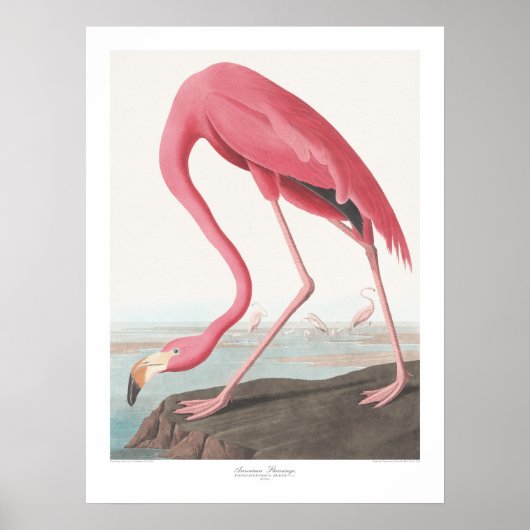 John James Audubon Amerikaanse Flamingo Wildlife A Poster (Voorkant)