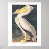 John James Audubon Amerikaanse Witte Pelikaan Maje Poster (Voorkant)