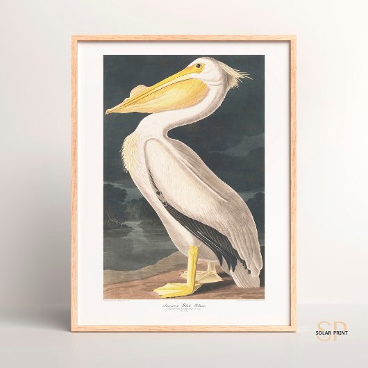 John James Audubon Amerikaanse Witte Pelikaan Maje Poster