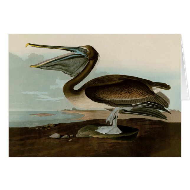 John James Audubon Brown Pelican Artwork schildere (Voorkant Horizontaal)
