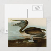 John James Audubon Brown Pelican Artwork schildere Briefkaart (Voorkant / Achterkant)