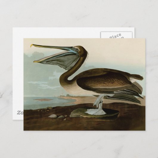 John James Audubon Brown Pelican Artwork schildere Briefkaart (Voorkant / Achterkant)