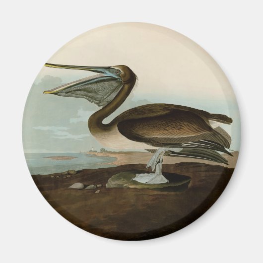 John James Audubon Brown Pelican Artwork schildere Magneet (Voorkant)