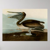 John James Audubon Brown Pelican Artwork schildere Poster (Voorkant)