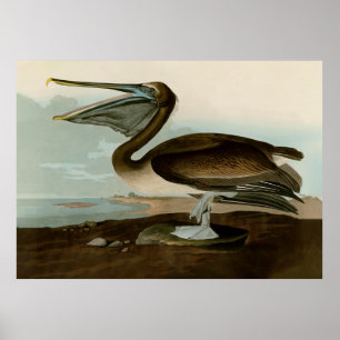 John James Audubon Brown Pelican Artwork schildere Poster