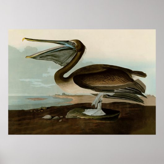John James Audubon Brown Pelican Artwork schildere Poster (Voorkant)
