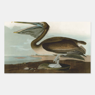 John James Audubon Brown Pelican Artwork schildere Rechthoekige Sticker