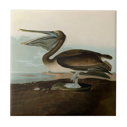John James Audubon Brown Pelican Artwork schildere Tegeltje (Voorkant)