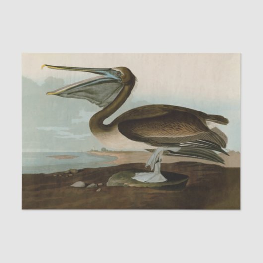 John James Audubon Brown Pelican Artwork schildere Tissuepapier (Voorkant)