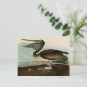 John James Audubon Brown Pelican Kunstwerk Schilde Briefkaart (Staand voorkant)