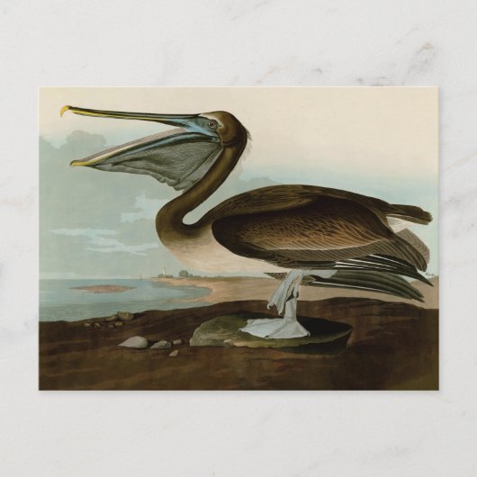 John James Audubon Brown Pelican Kunstwerk Schilde Briefkaart (Voorkant)